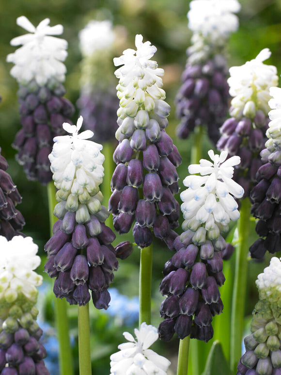 Muscari Grape Ice (Druvhyacint)