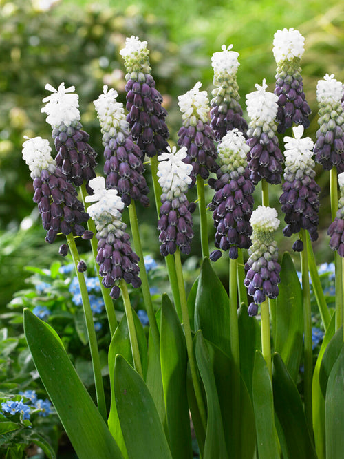 Köp Muscari Grape Ice (Druvhyacint)