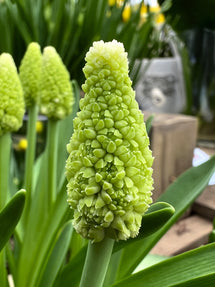 Muscari Lady Madonna (Druvhyacint)