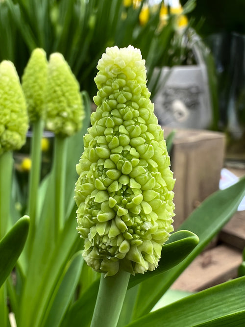 Muscari Lady Madonna (Druvhyacint)