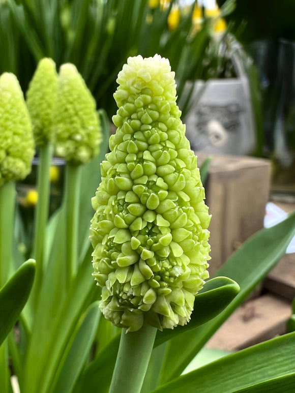 Muscari Lady Madonna (Druvhyacint)