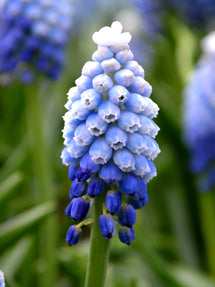 Muscari Mount Hood (Druvhyacint)