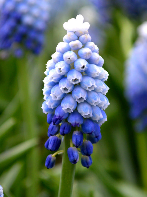 Köp Muscari Mount Hood (Druvhyacint) | DutchGrown™