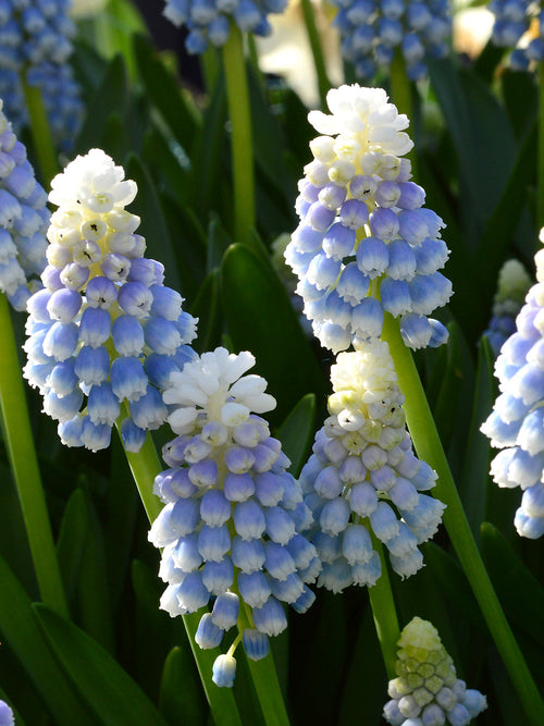 Köp Muscari Mount Hood (Druvhyacint) | DutchGrown™