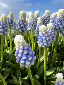 Muscari Mountain Lady (Druvhyacint)