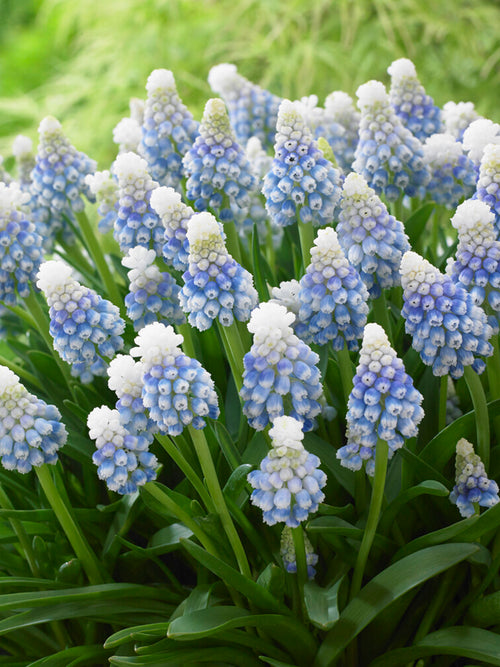 Vårblommande Muscari ‘Mountain Lady’ med distinkt färgskiftning från ljus till mörkblå.