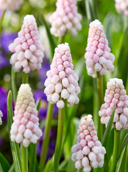 Köp Muscari Pink Sunrise (Druvhyacint) | DutchGrown™
