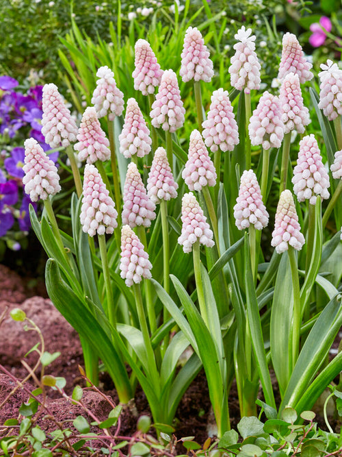 Köp Muscari Pink Sunrise (Druvhyacint)