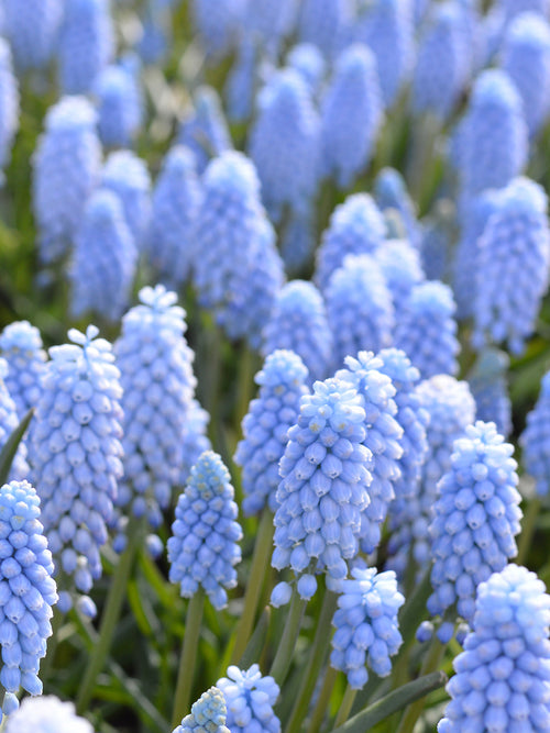 Muscari Valerie Finnis (Druvhyacint) | DutchGrown™
