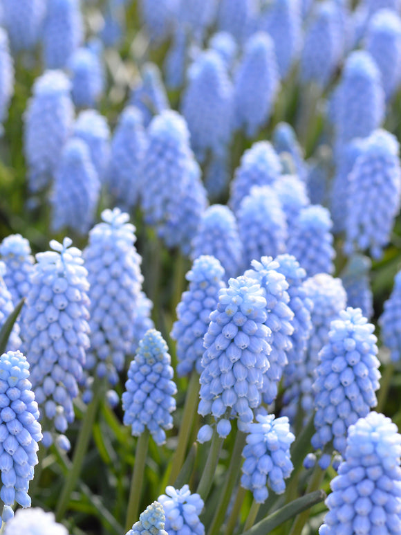 Muscari Valerie Finnis (Druvhyacint) | DutchGrown™