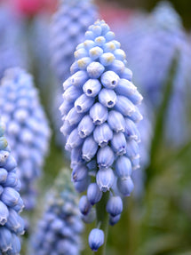 Muscari Valerie Finnis (Druvhyacint)