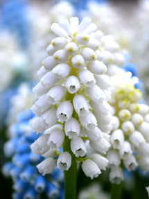 Muscari White Magic (Druvhyacint)