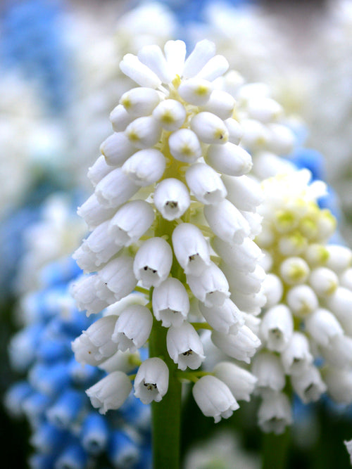 Köp Muscari White Magic (Druvhyacint) | DutchGrown™