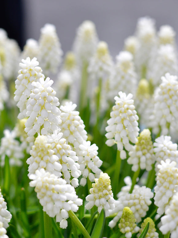 Muscari White Magic (Druvhyacint) | DutchGrown™