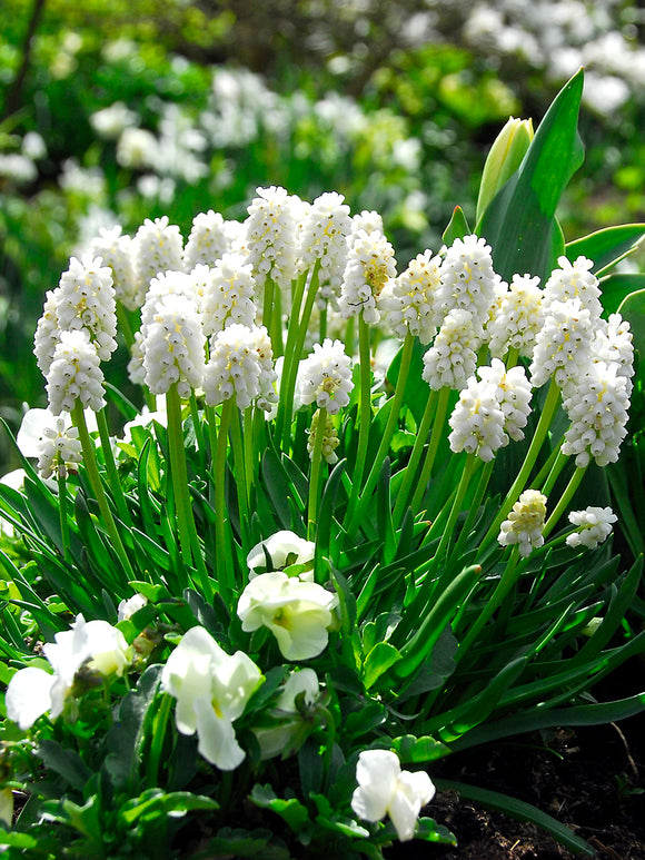 Köp Muscari White Magic (Druvhyacint)