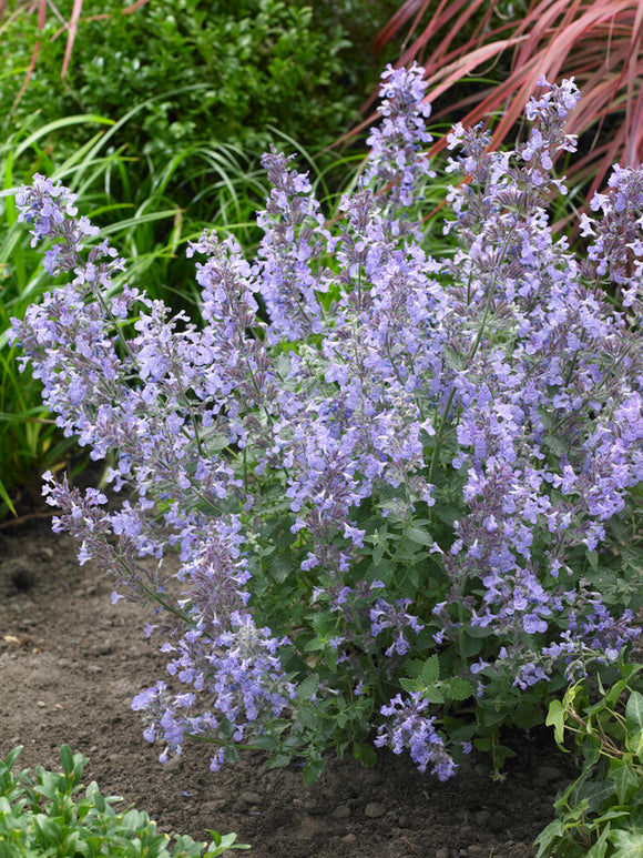 Kantnepeta 'Junior Walker'