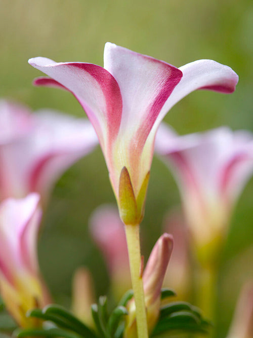 Köp Luckklöver Höstrosa (Oxalis)
