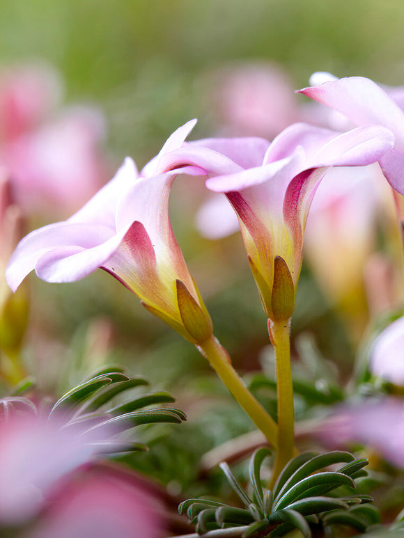 Luckklöver Höstrosa (Oxalis)