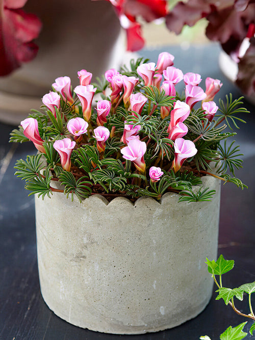 Köp Luckklöver Höstrosa (Oxalis)