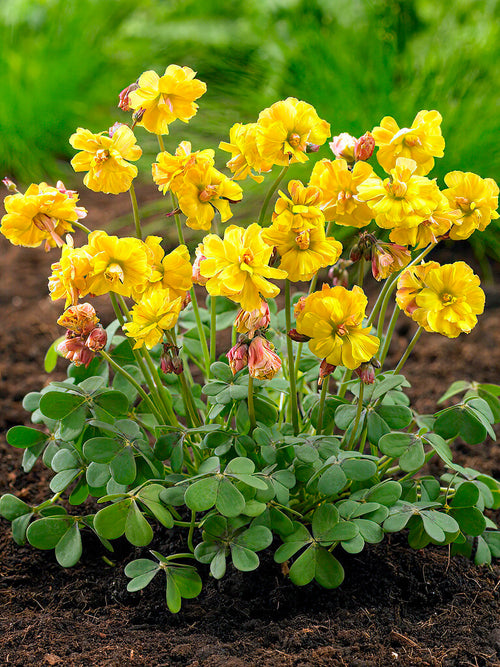 Köp Lyckoklöver Double Trouble (Oxalis)