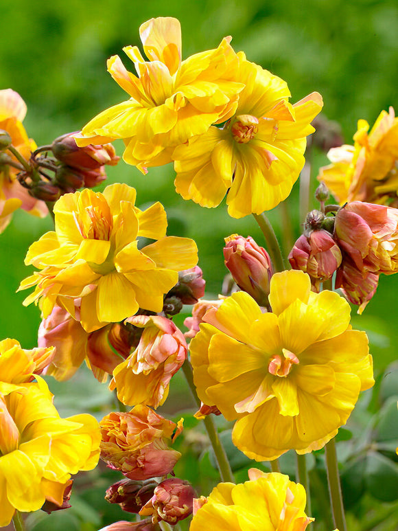 Lyckoklöver Double Trouble (Oxalis)