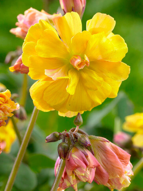 Köp Lyckoklöver Double Trouble (Oxalis)