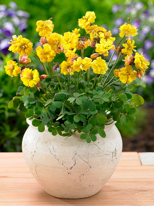 Köp Lyckoklöver Double Trouble (Oxalis)