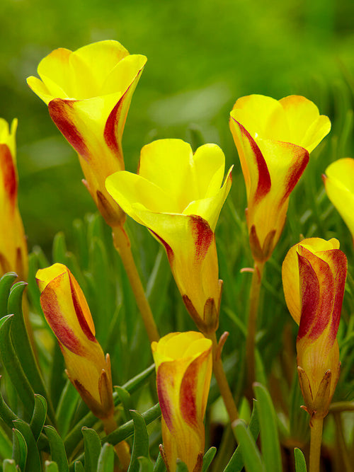 Lyckoklöver Golden Cape (Oxalis)