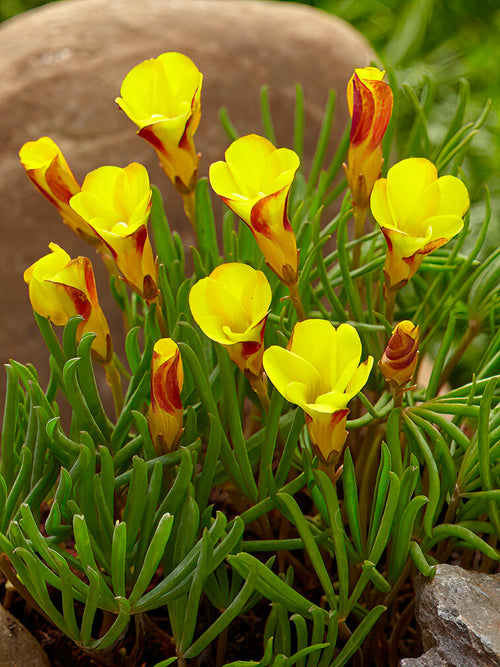 Köp Lyckoklöver Golden Cape (Oxalis)