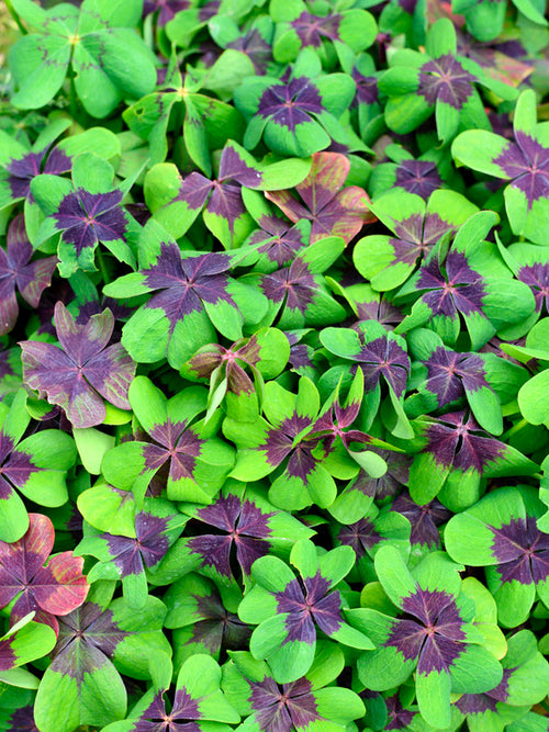 Lyckoklöver 'Iron Cross' (Oxalis)