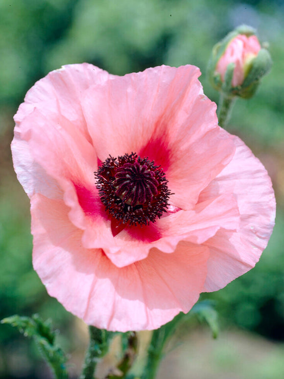 Papaver 'Aglaya' (Orientvallmo)