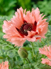 Papaver Forncett Summer (Orientvallmo)