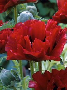 Papaver King Kong (Orientvallmo)