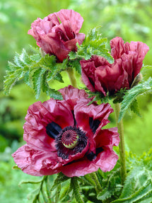 Papaver Patty's Plum (Orientvallmo)
