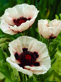 Papaver Perry's White (Orientvallmo)