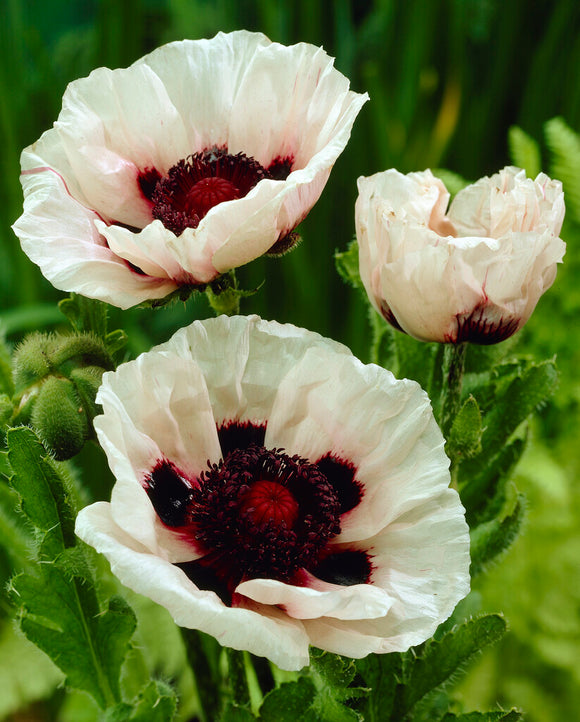 Papaver Perry's White (Orientvallmo) | DutchGrown™ Sverige