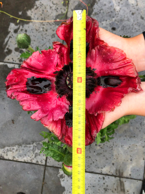 Köp Papaver Red Rumble (Orientvallmo)! | DutchGrown™