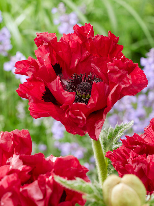 Köp Papaver Red Rumble