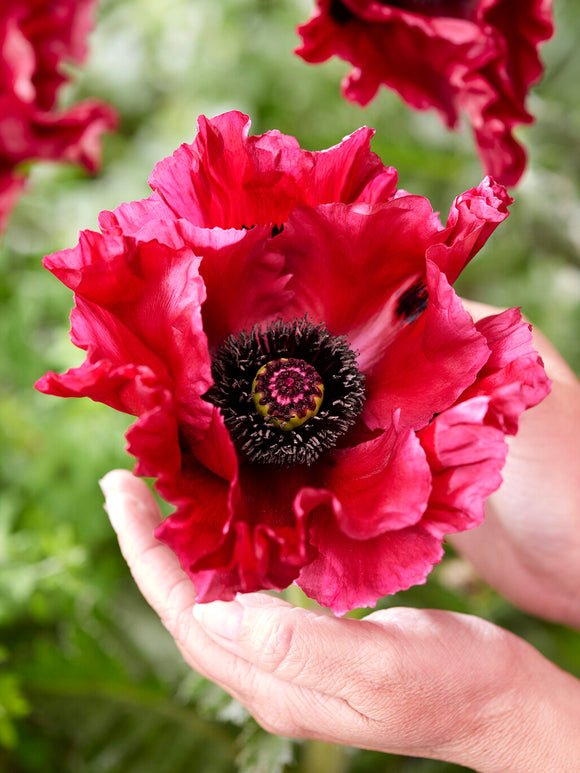Papaver Red Rumble (Orientvallmo) Köp online! | DutchGrown™
