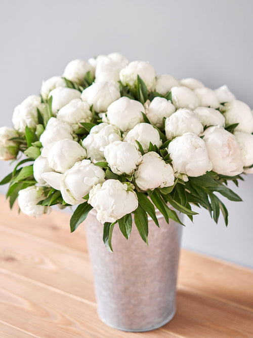 Pion Madame Claude Tain fylld blomma