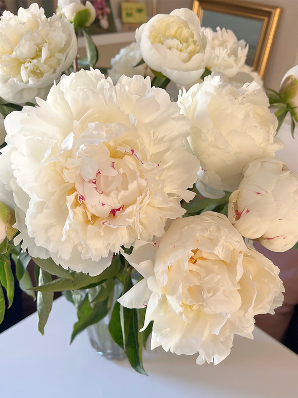 Elegant pion i blom