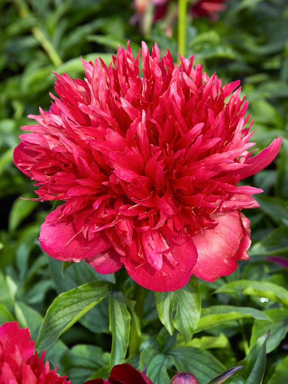 Pion 'Many Happy Returns'