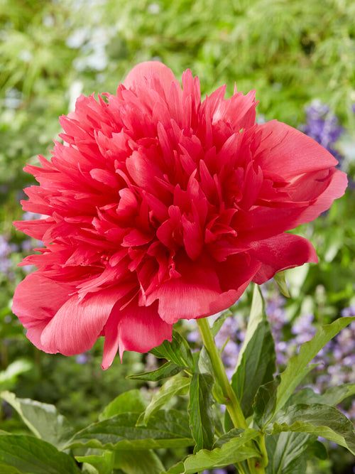 Köp Pion Many Happy Returns