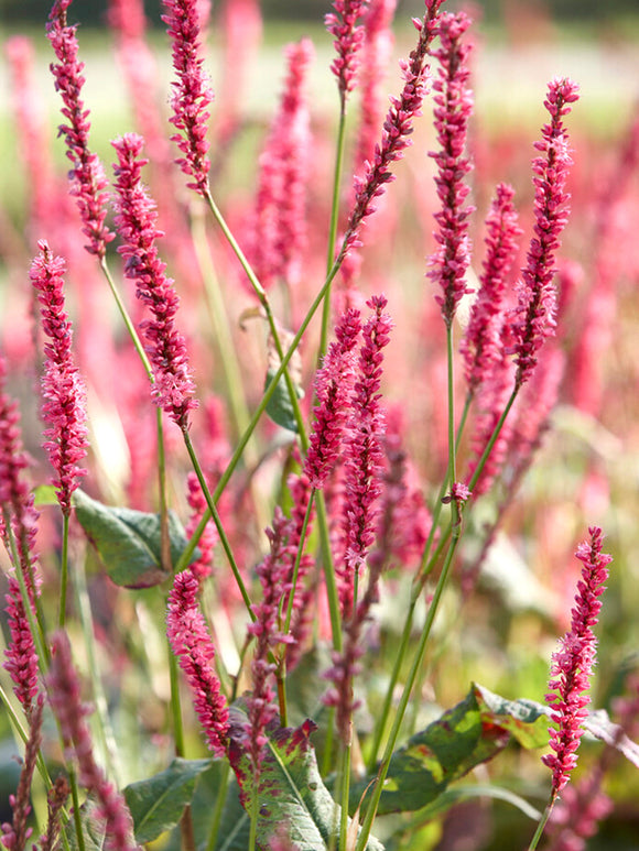 Persicaria Summer Dance