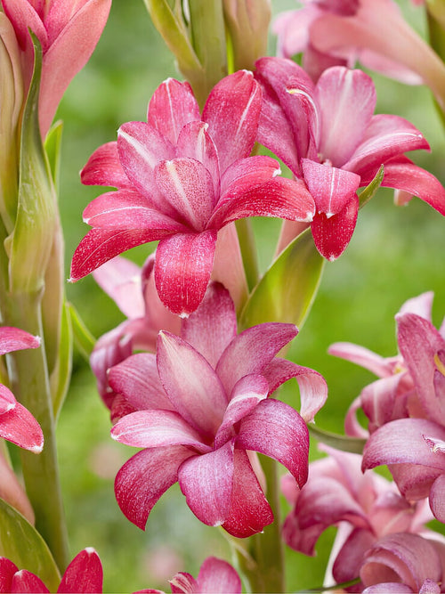 Tuberos NCYU CHERRY (Polianthes)
