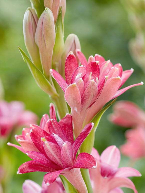 Tuberos NCYU CHERRY (Polianthes) exklusivt av DutchGrown™