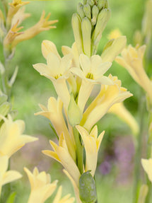 Tuberos Yellow (Polianthes)