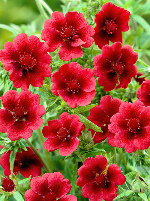Fingerört Monarch’s Velvet (Potentilla)