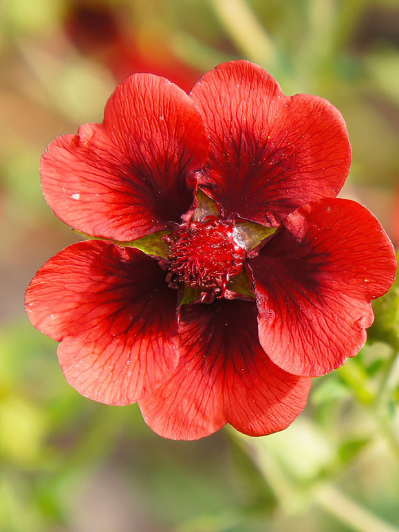 Köp Fingerört Monarch’s Velvet (Potentilla)