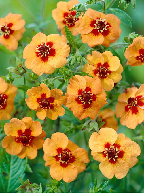 Köp Fingerört Tonguei (Potentilla)